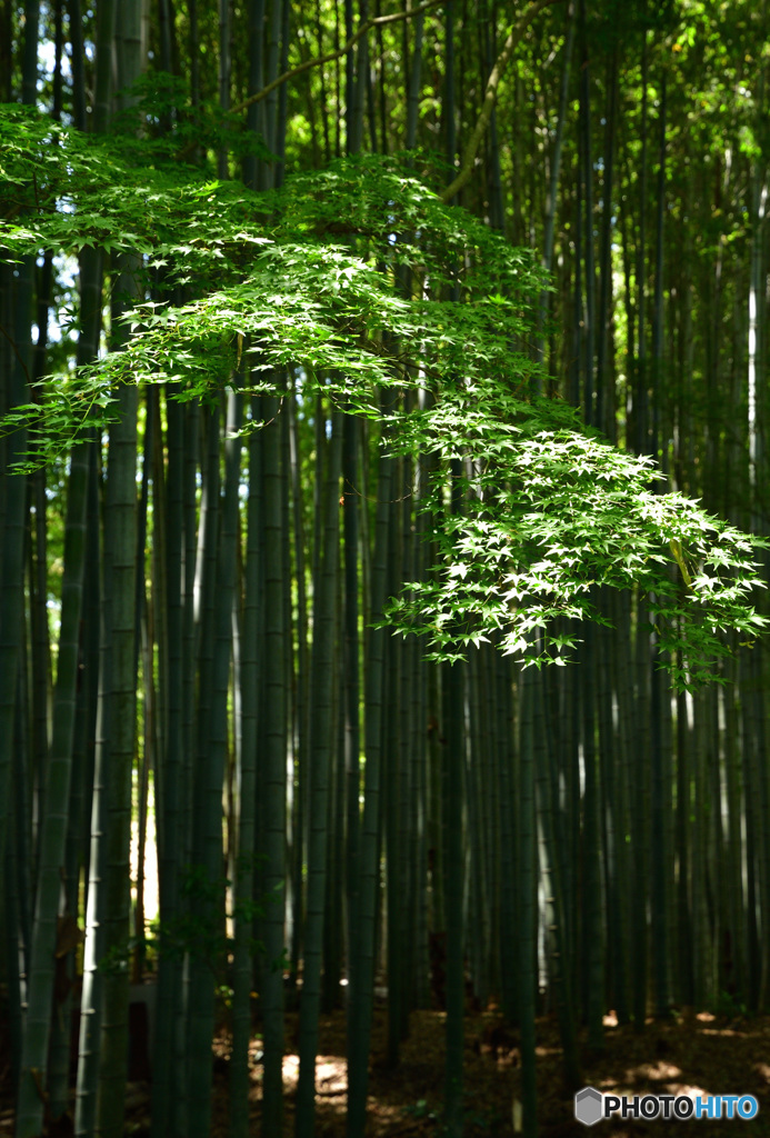 竹の参道