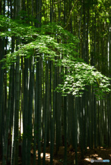 竹の参道