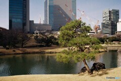 旧芝離宮恩賜庭園