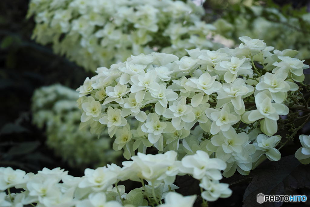 柏葉紫陽花