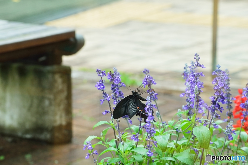 夏に出会った虫君3