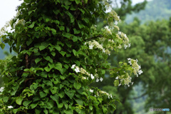 弦紫陽花