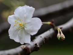 十月桜