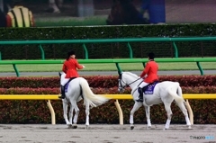 春の東京競馬１