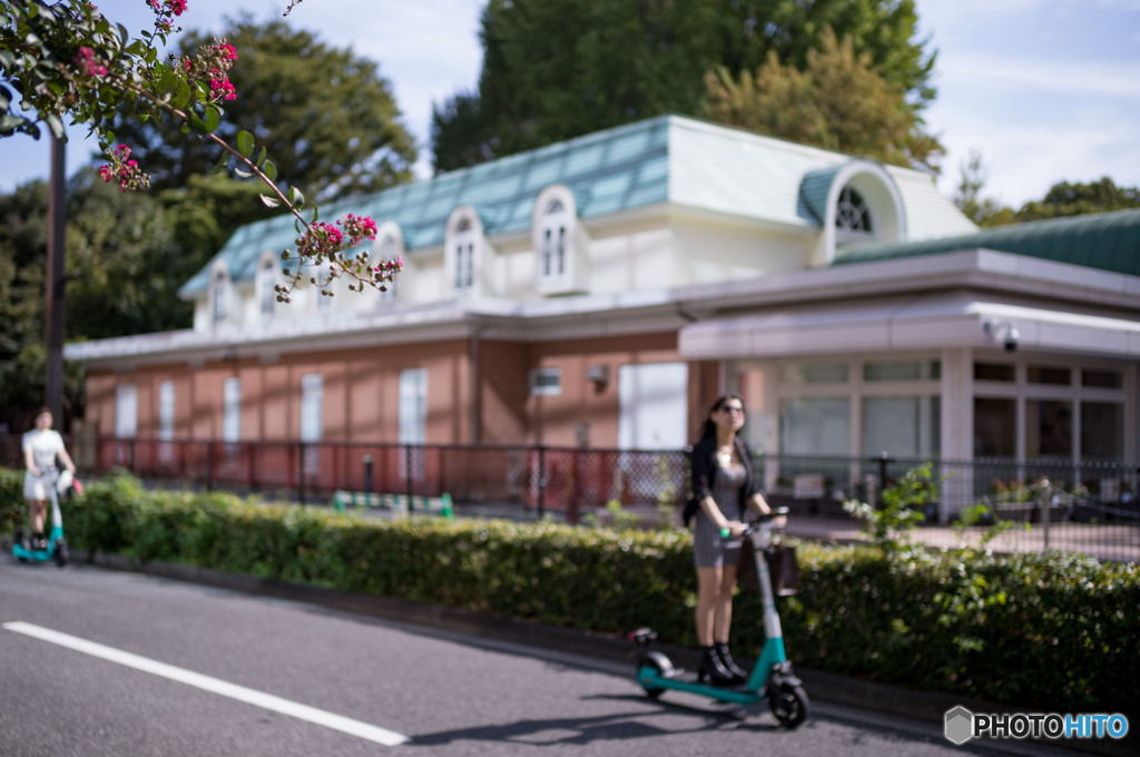 サルスベリ