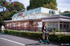 サルスベリ