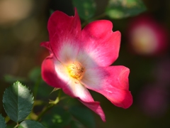 こもれびの華