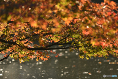 水面を覆う秋色