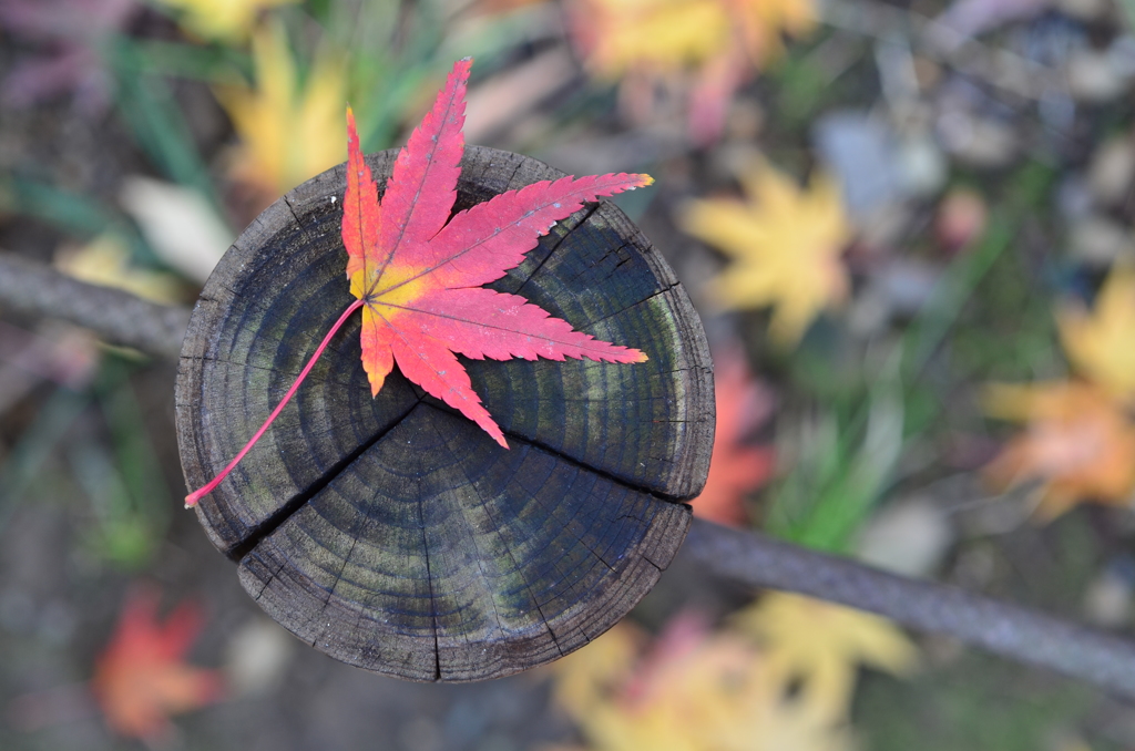 紅葉のイ