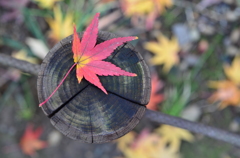 紅葉のイ