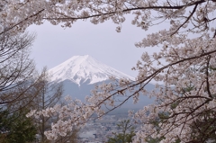 桜の額縁