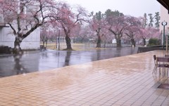 校内の桜並木