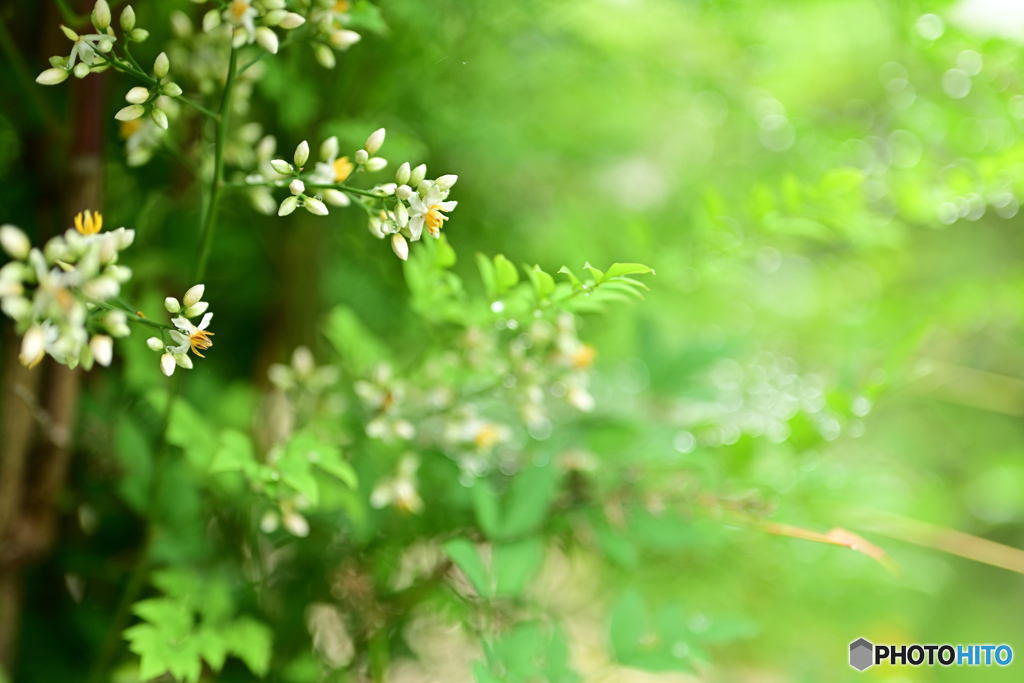 梅雨時の花