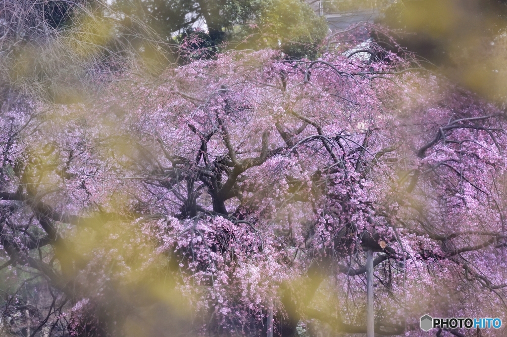 霞の先には