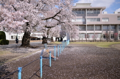 クラブ活動
