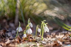 スノードロップ