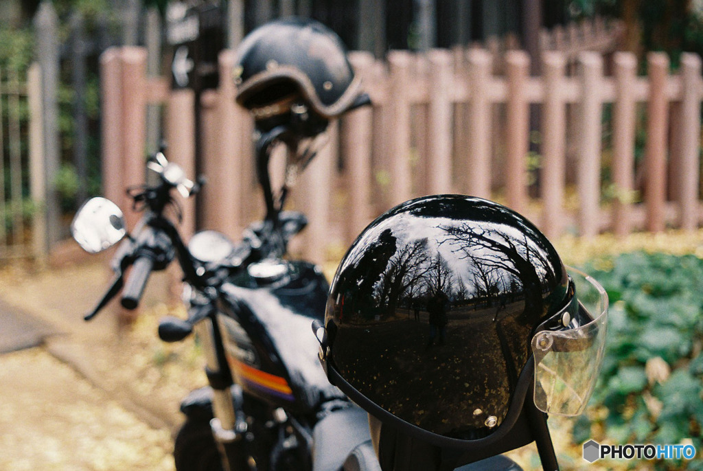 メットの銀杏並木