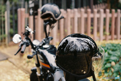 メットの銀杏並木