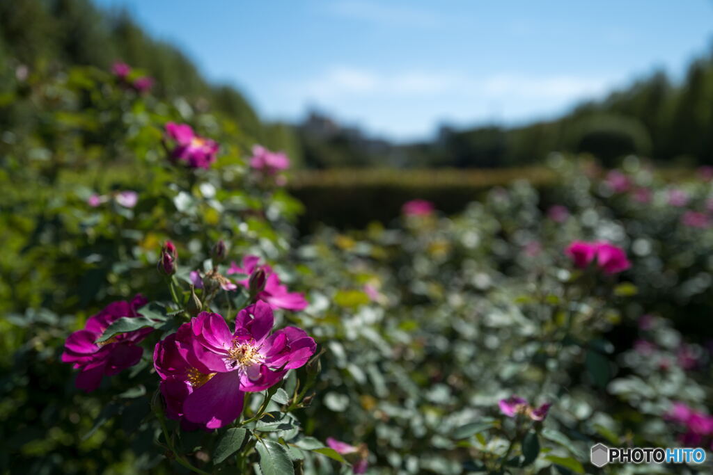 秋薔薇