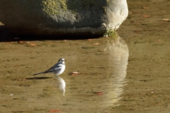 水辺の鳥