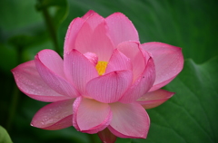蜀紅蓮