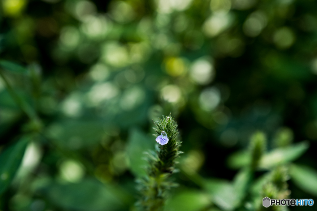 母と子の森8