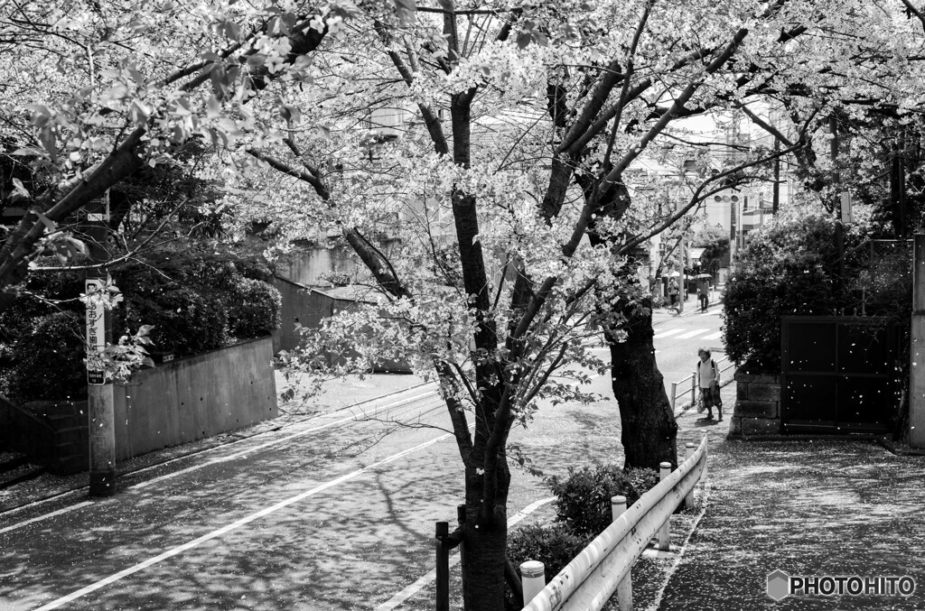 桜坂横道
