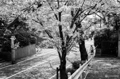 桜坂横道