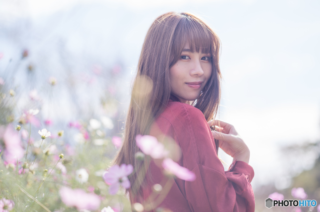 秋桜