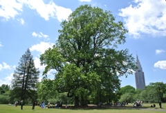 歴史的な巨樹