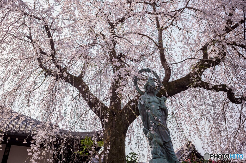 桜を探して谷中散策3