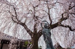 桜を探して谷中散策3
