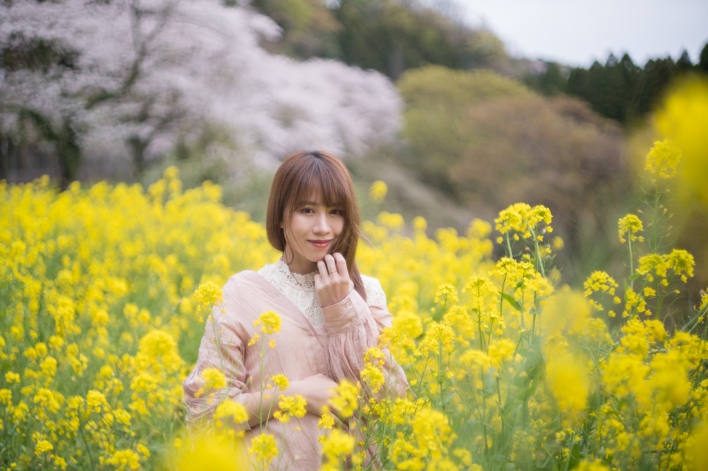菜の花と桜２