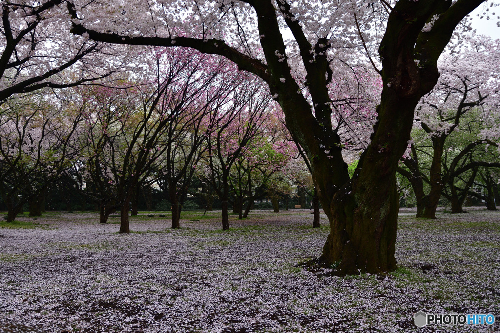 桜絨毯
