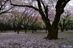桜絨毯