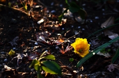 お庭の草花