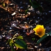 お庭の草花