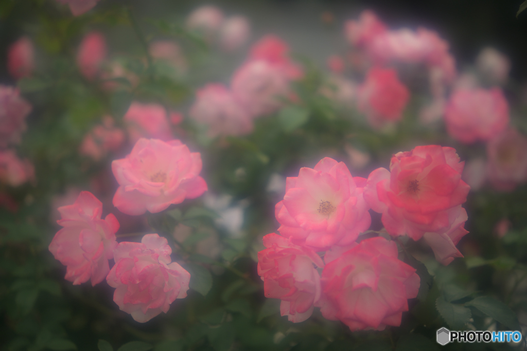 桜霞