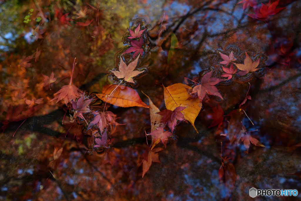 水面紅葉