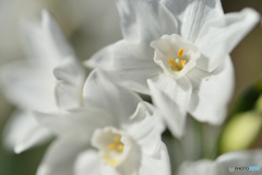 ホワイトペーパー