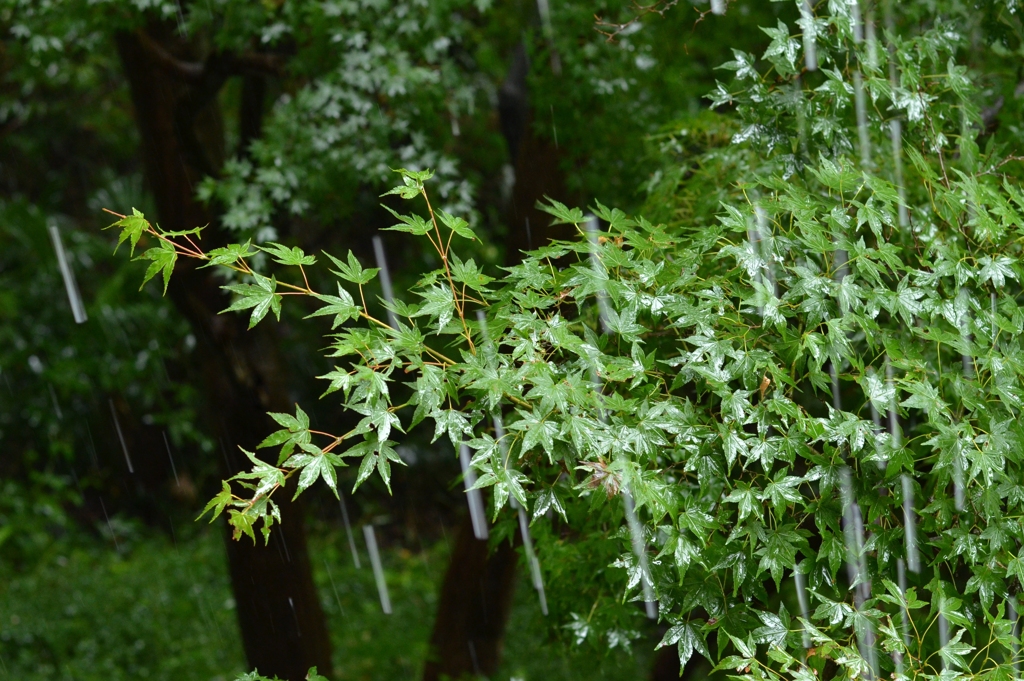 大粒の雨