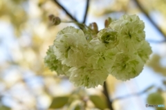 黄桜