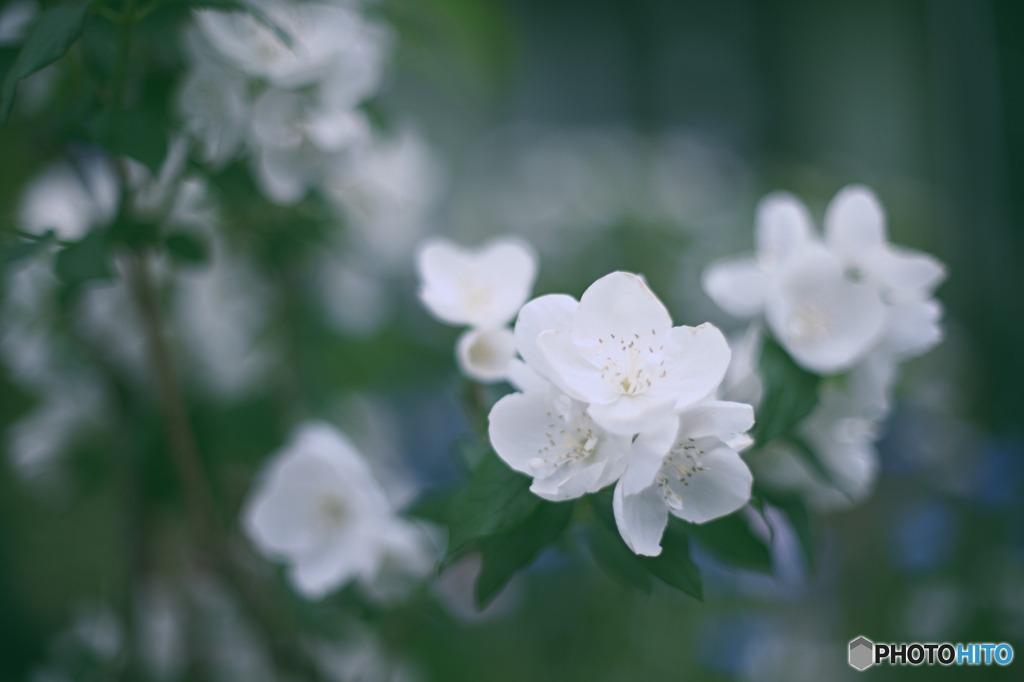 白花