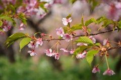 河津桜