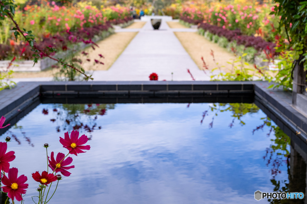 あやせローズガーデン