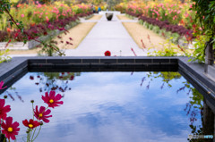 あやせローズガーデン