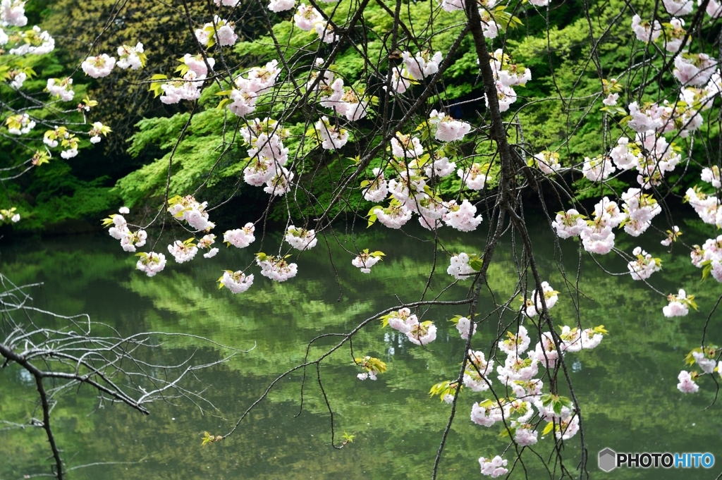 花暖簾