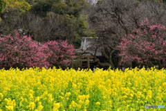 里山の雰囲気