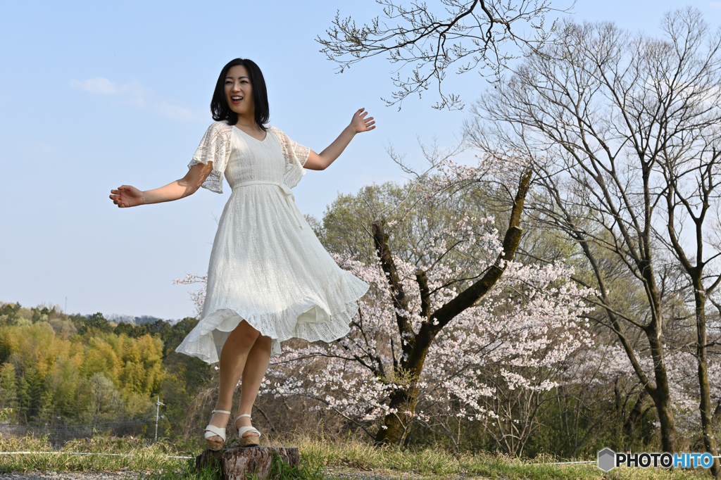 湖畔の桜