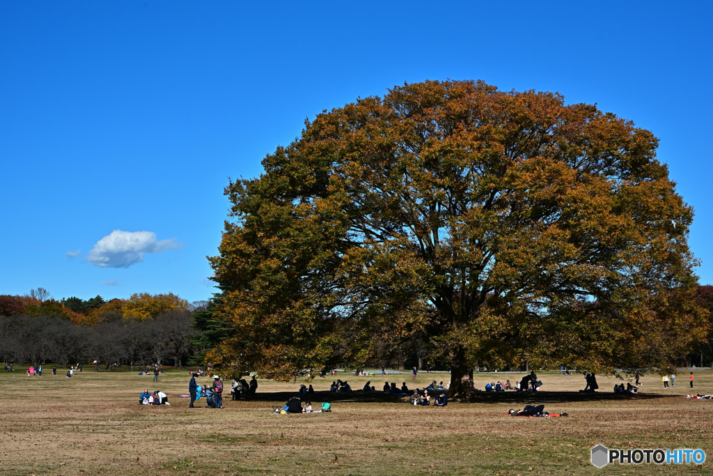 公園の秋4